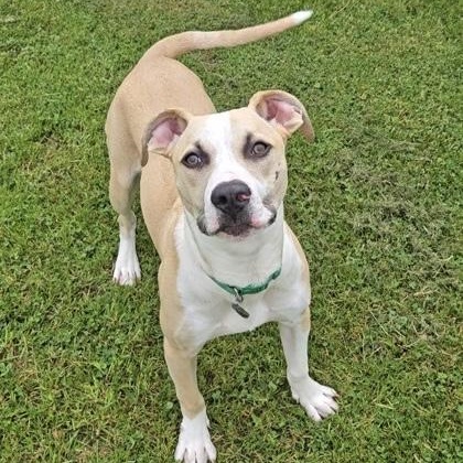 Flapjack, ADOPTABLE, Puppy Male Mixed Breed.