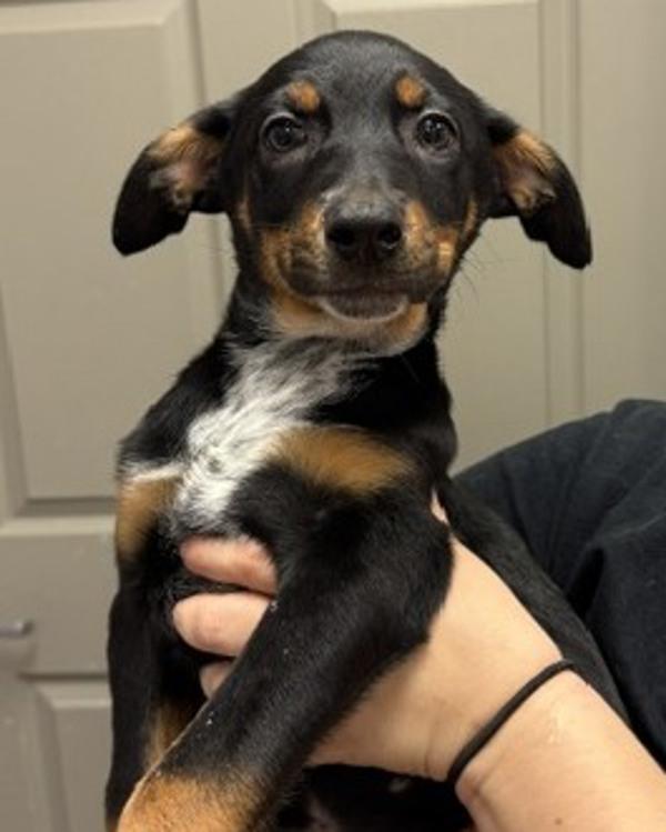 Enlarge Tillie, a Adoptable mixed breed in Littleton, CO image 1/1
