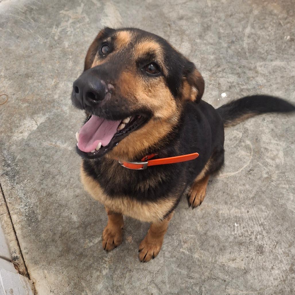 Dottie, an adopted mixed breed in Sulphur, KY image 2/3
