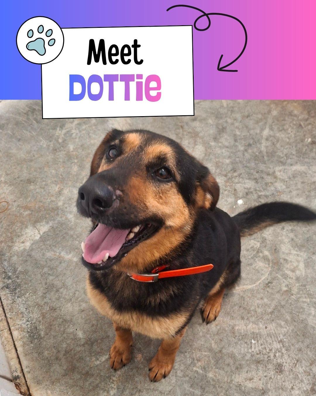 Dottie, an adopted mixed breed in Sulphur, KY image 1/3