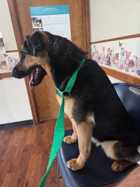 Dottie, an adopted mixed breed in Sulphur, KY image 3/3