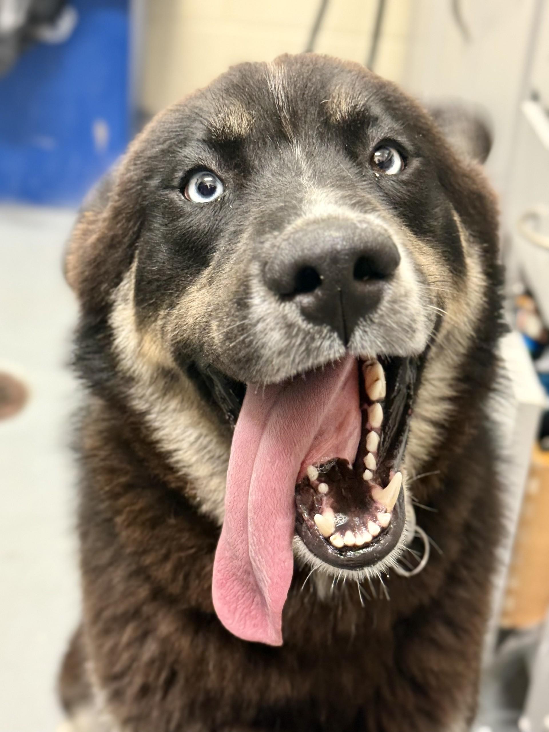 Enlarge Blue, a ADOPTABLE mixed breed in Ashland, VA image 1/1