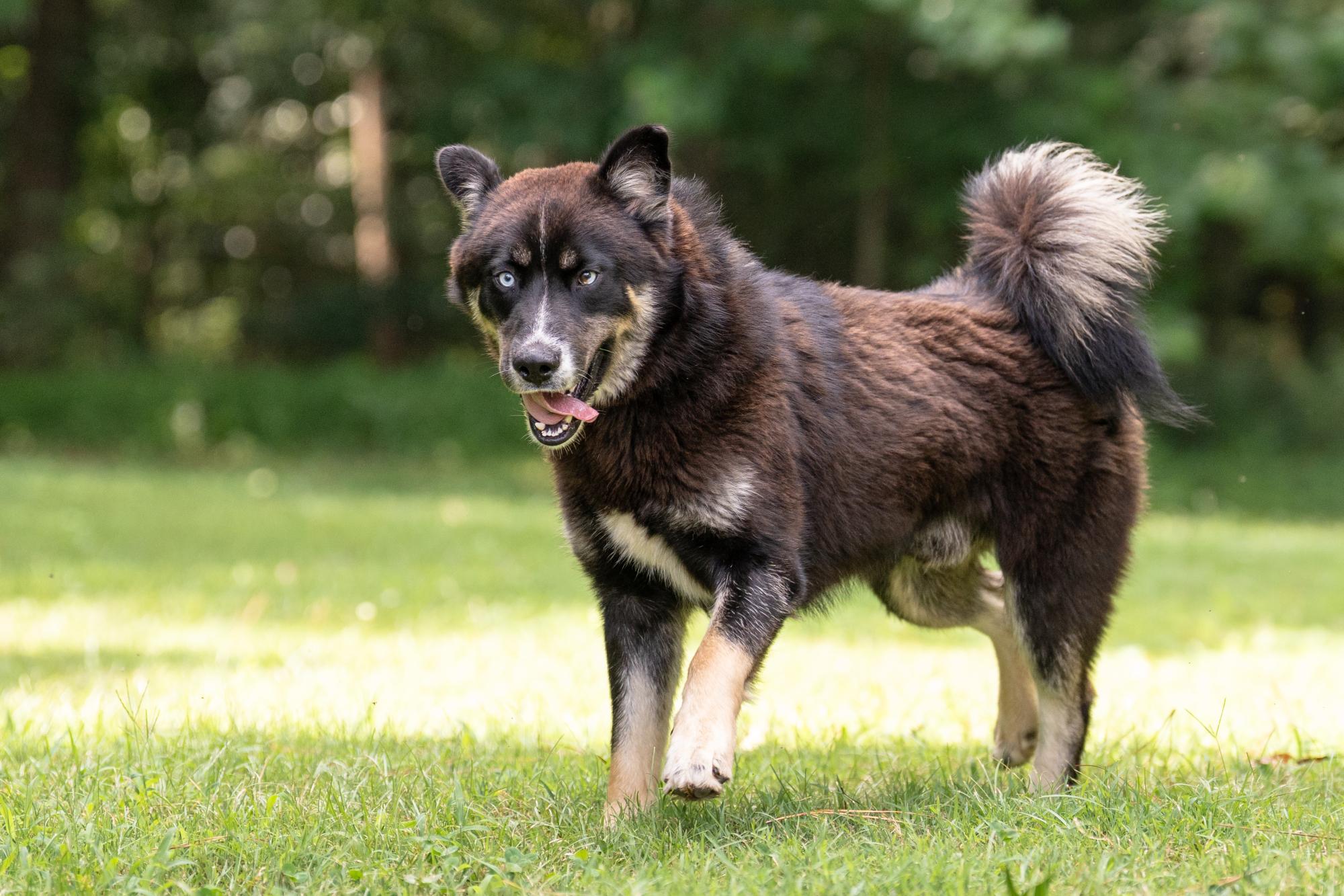 Blue, a ADOPTABLE mixed breed in Ashland, VA image 5/5