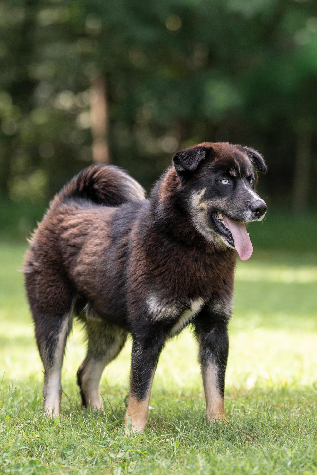 Blue, a ADOPTABLE mixed breed in Ashland, VA image 3/5