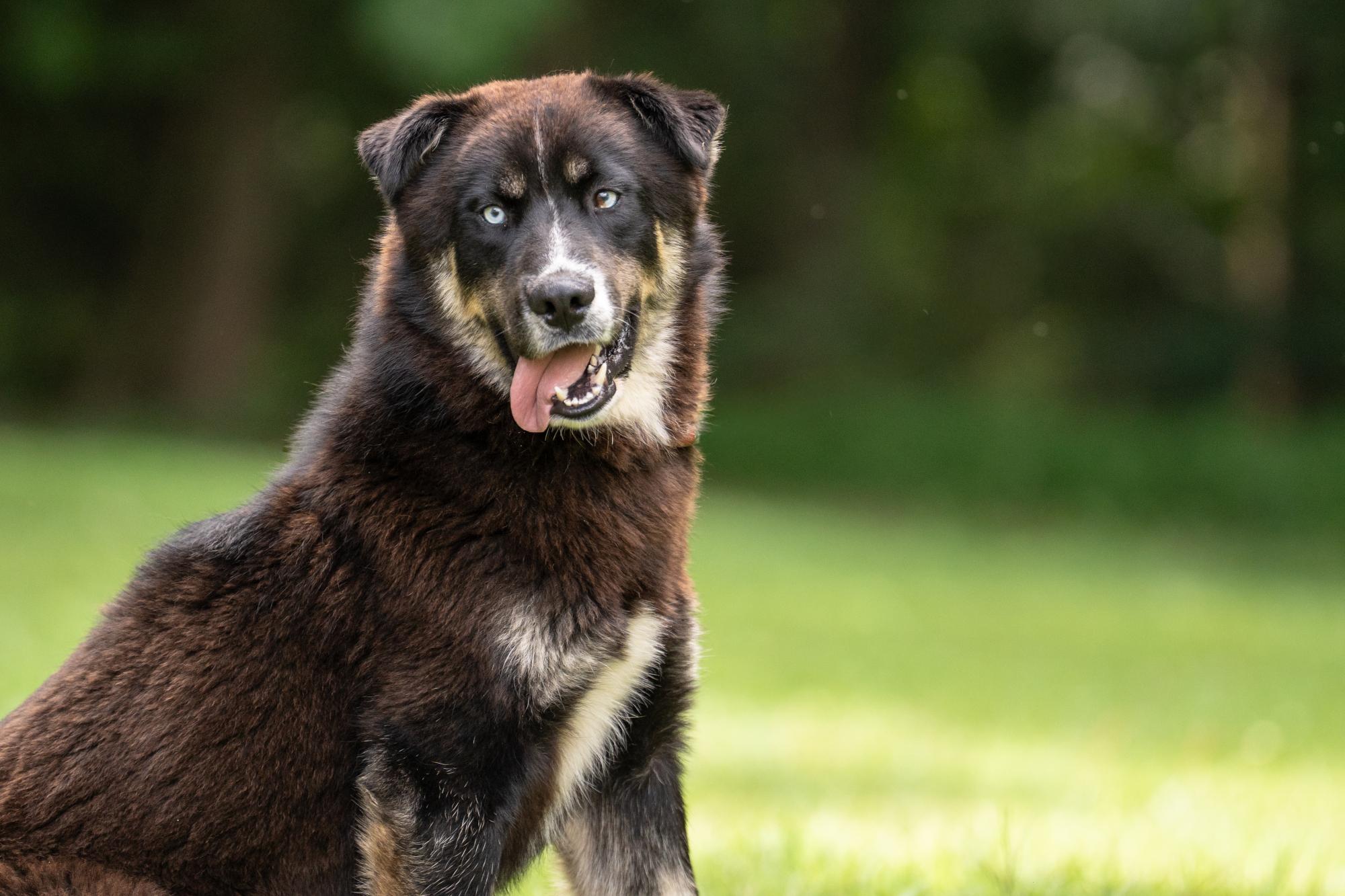 Blue, a ADOPTABLE mixed breed in Ashland, VA image 4/5
