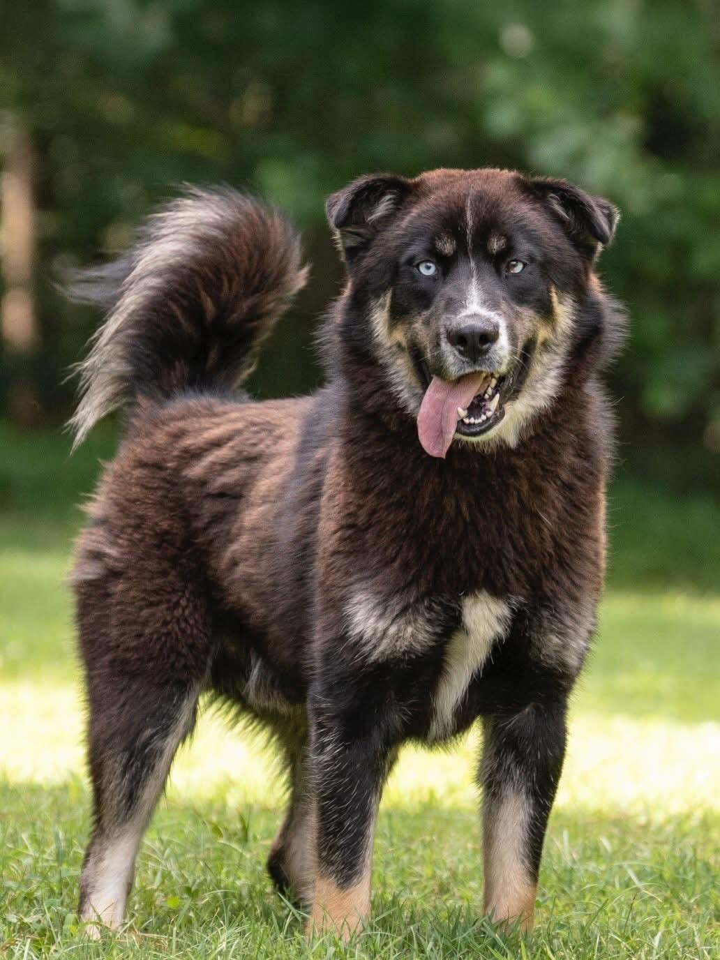 Blue, ADOPTABLE, Young Male Husky & Australian Shepherd.