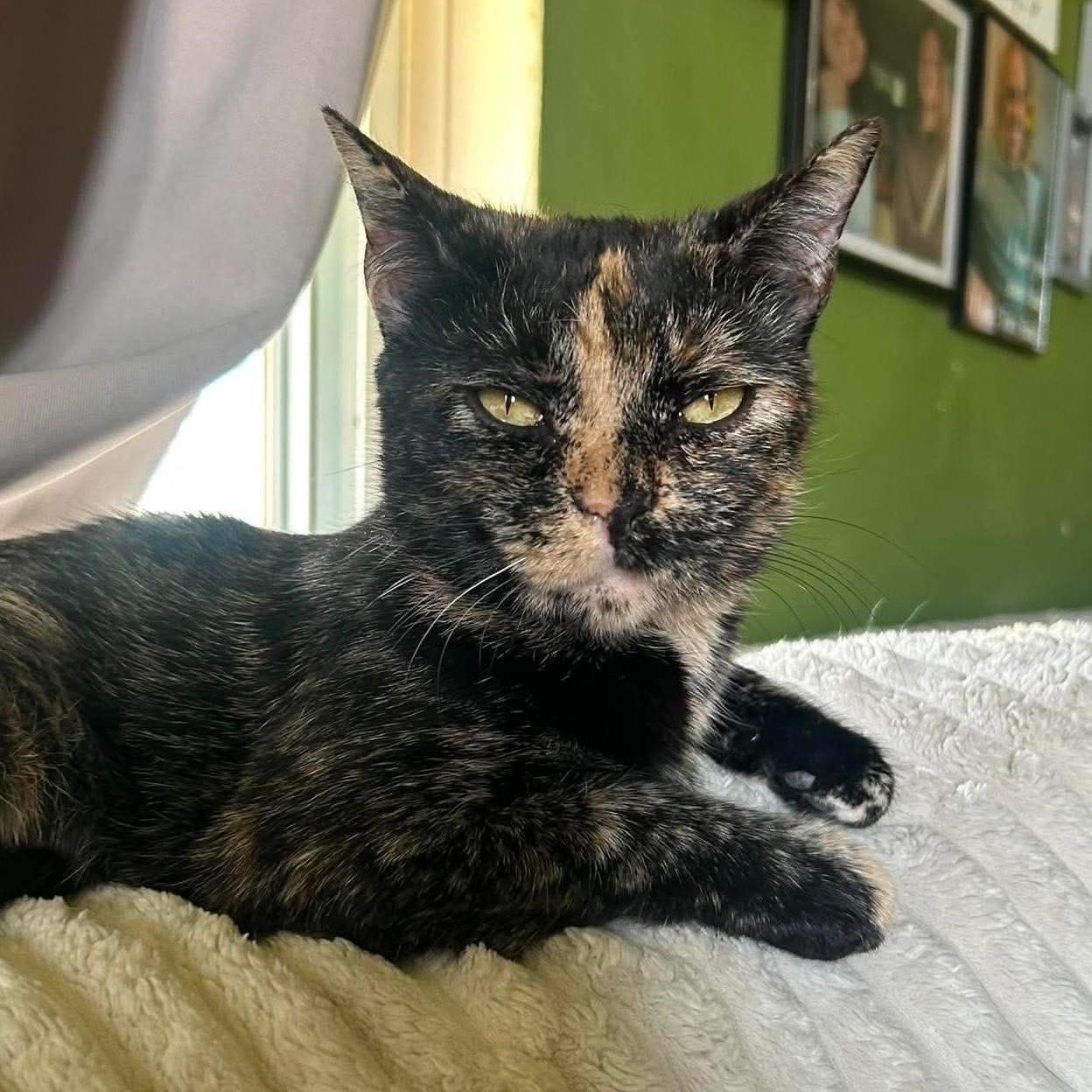 Velveeta, Adoptable, Adult Female Domestic Short Hair.
