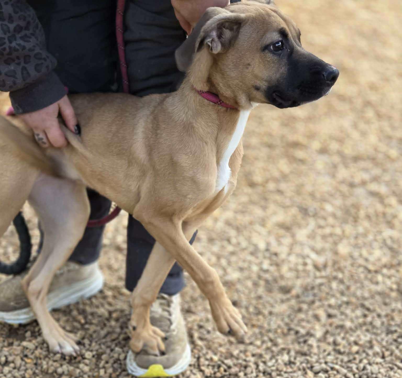 Enlarge Lola, an adopted mixed breed in Anniston, AL image 2/4