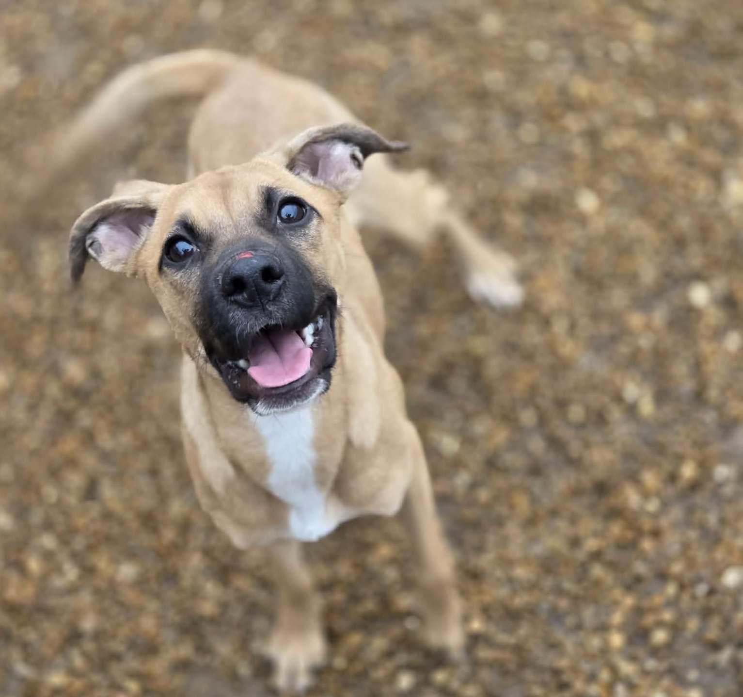 Enlarge Lola, an adopted mixed breed in Anniston, AL image 3/4