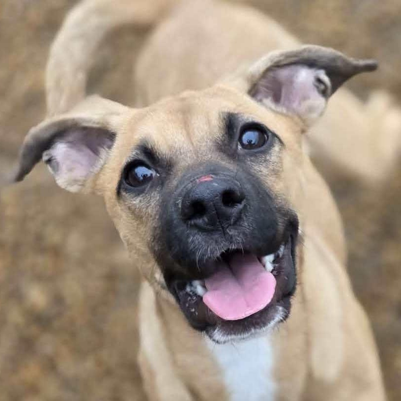 Enlarge Lola, an adopted mixed breed in Anniston, AL image 1/4