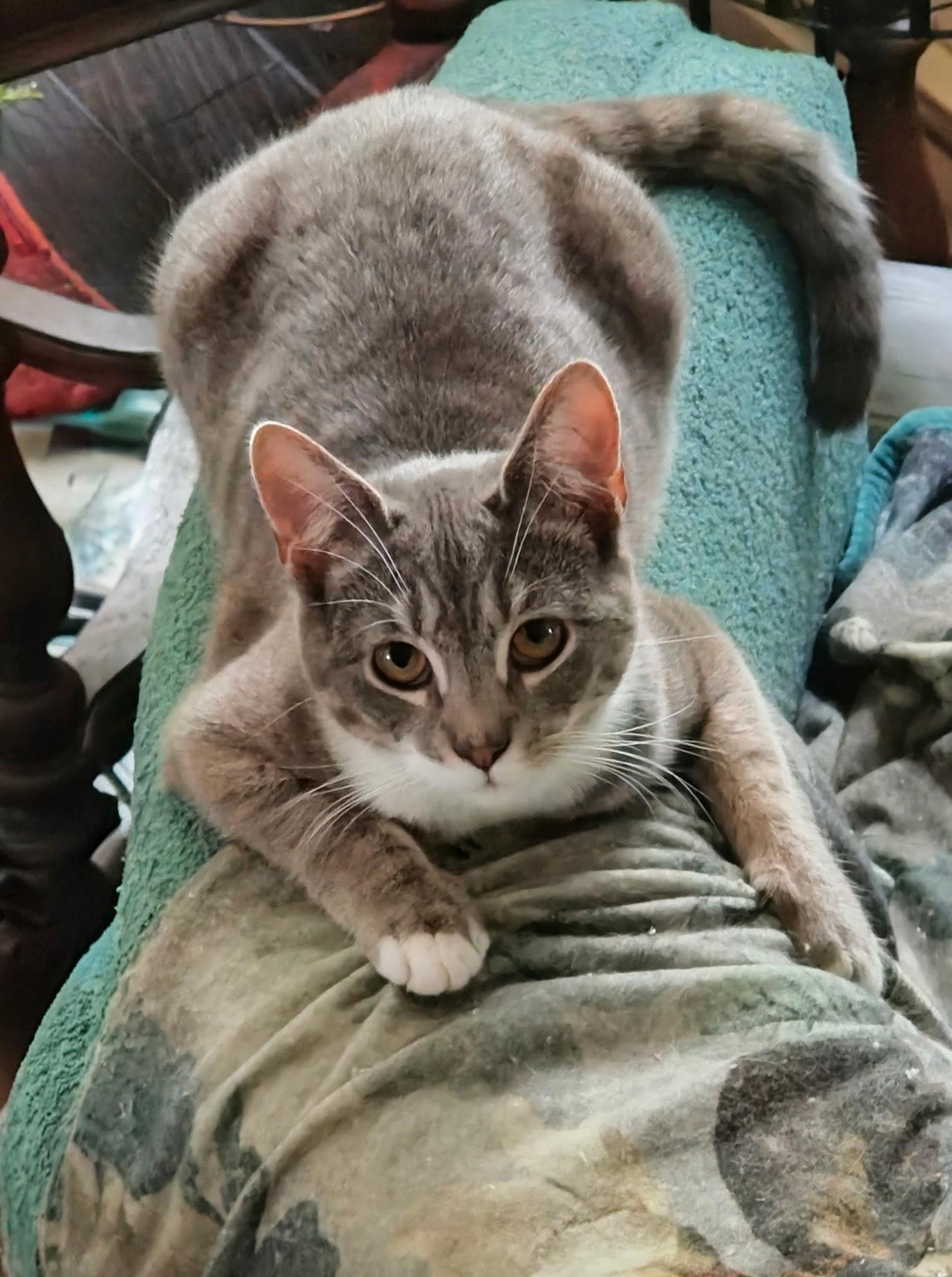 JAY ( needs to be adopted with his sister Dove), a ADOPTABLE Domestic Short Hair in East Greenwich, RI image 4/5
