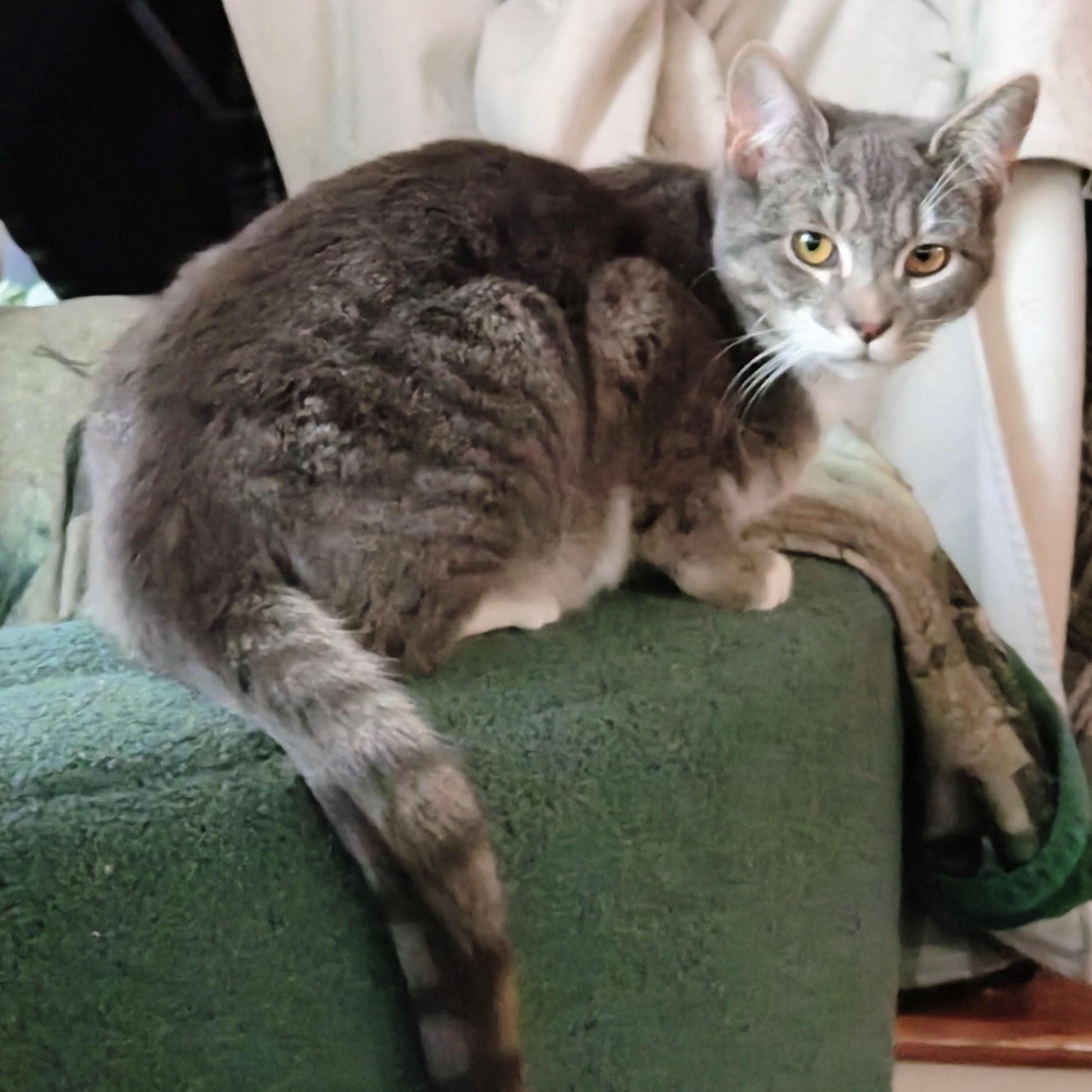 JAY ( needs to be adopted with his sister Dove), a ADOPTABLE Domestic Short Hair in East Greenwich, RI image 3/3