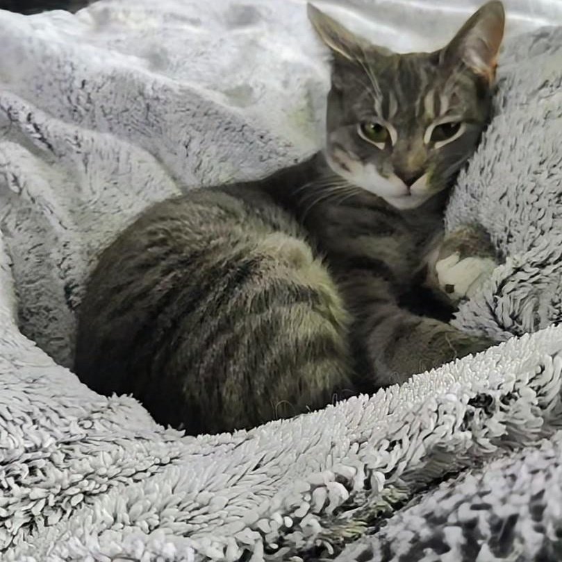 JAY ( needs to be adopted with his sister Dove), a ADOPTABLE Domestic Short Hair in East Greenwich, RI image 1/3