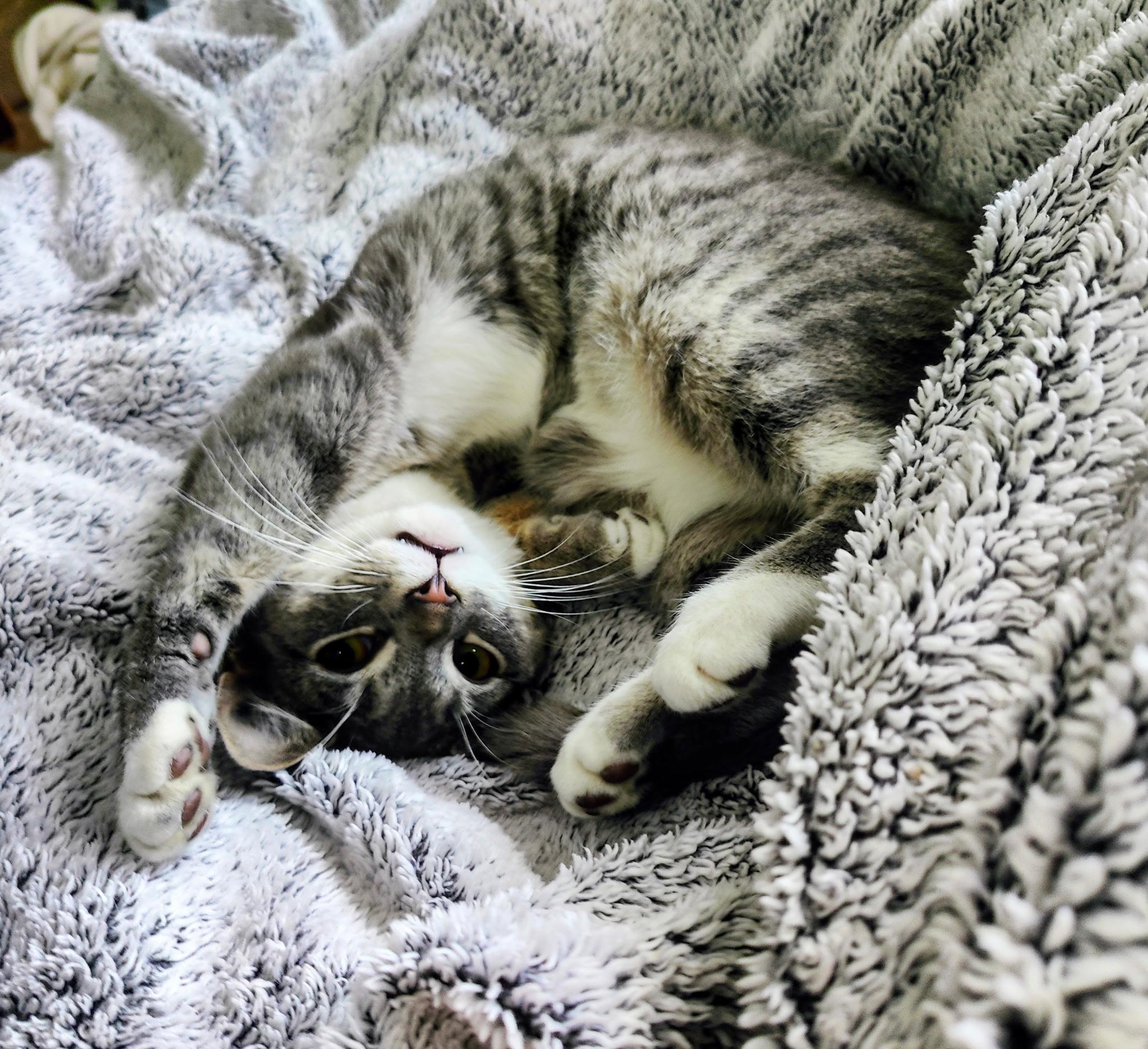 JAY ( needs to be adopted with his sister Dove), a ADOPTABLE Domestic Short Hair in East Greenwich, RI image 5/5