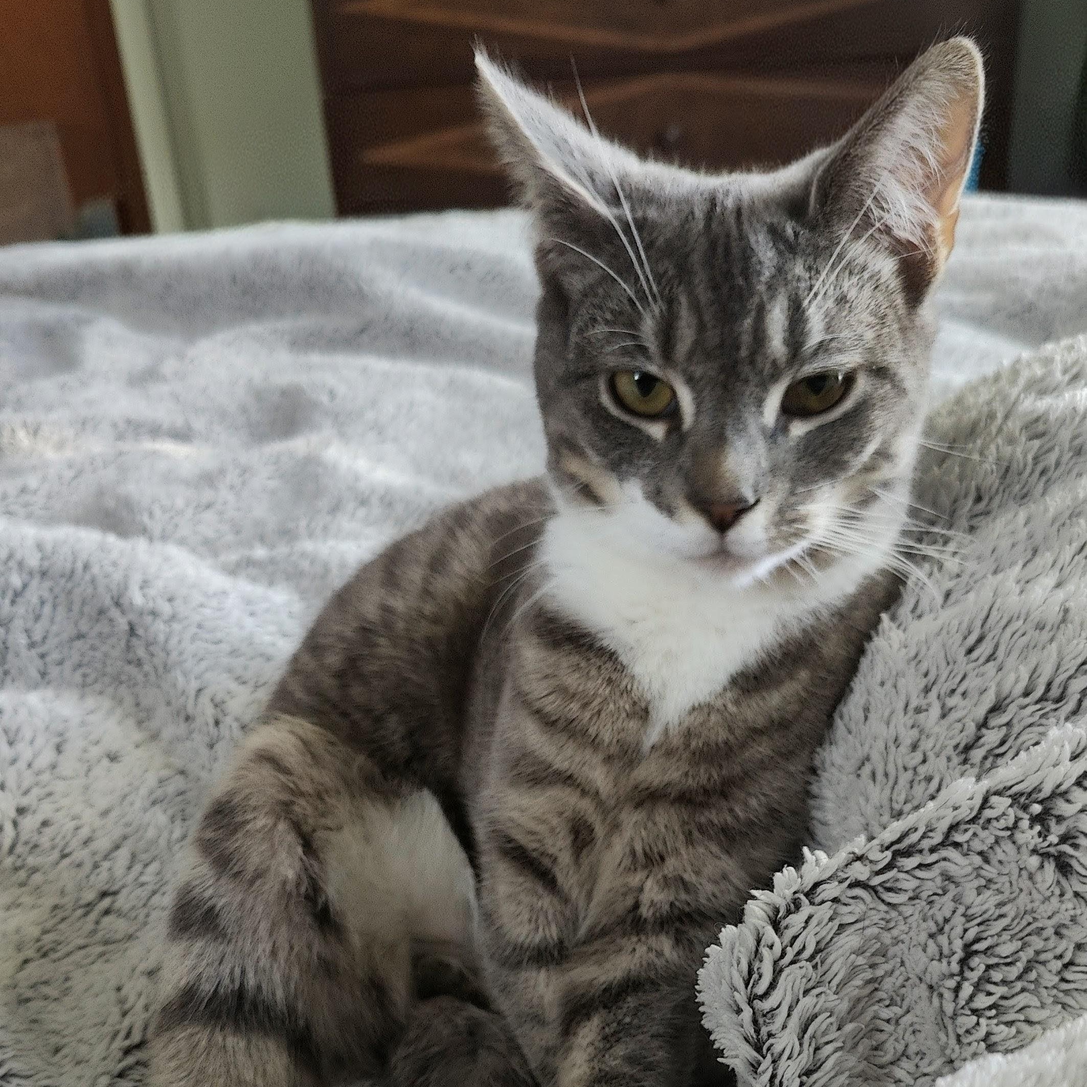 JAY ( needs to be adopted with his sister Dove), a ADOPTABLE Domestic Short Hair in East Greenwich, RI image 2/3