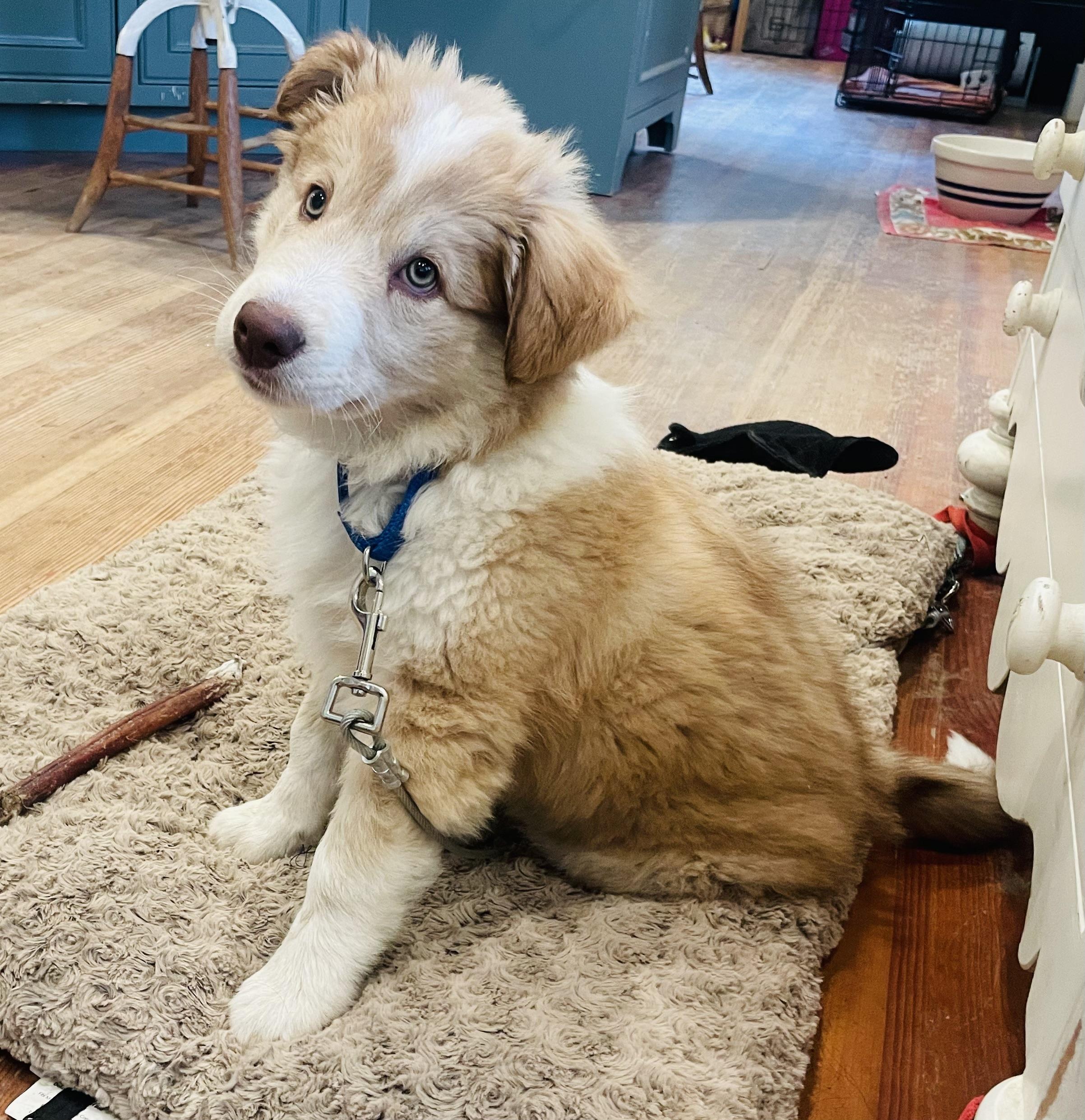 Enlarge Ziggy, an adopted mixed breed in Santa Rosa, CA image 2/3