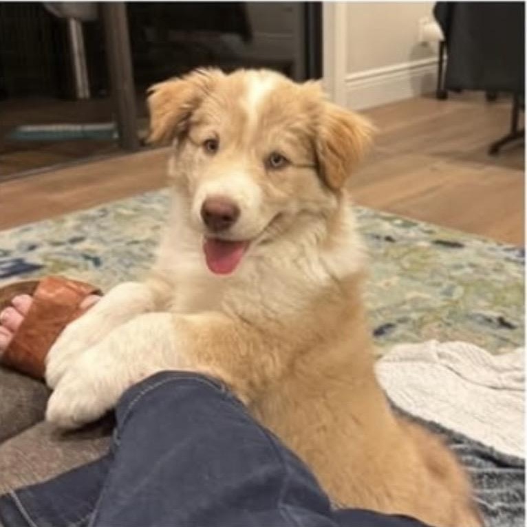 Enlarge Ziggy, an adopted mixed breed in Santa Rosa, CA image 1/3