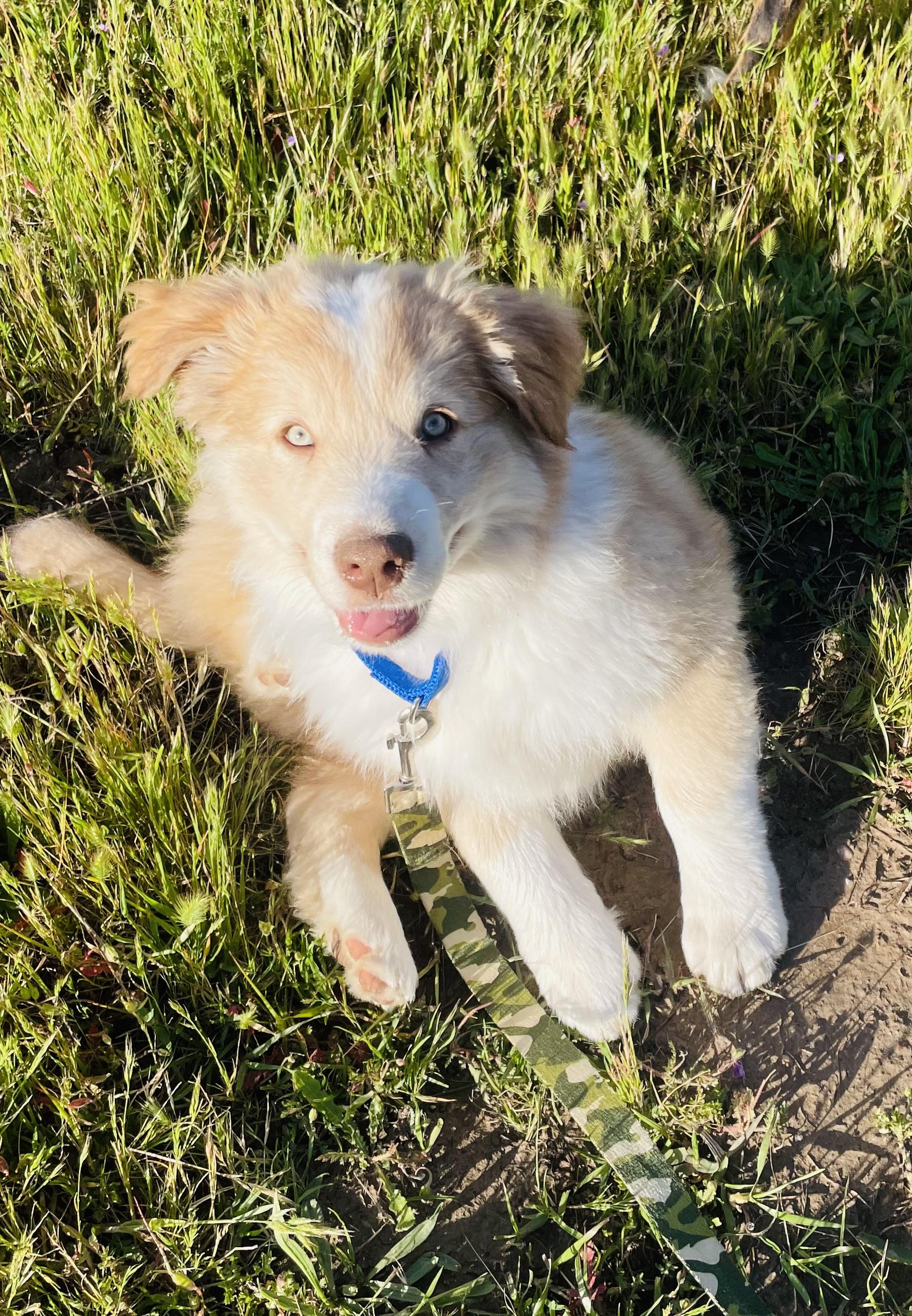 Enlarge Ziggy, an adopted mixed breed in Santa Rosa, CA image 3/3