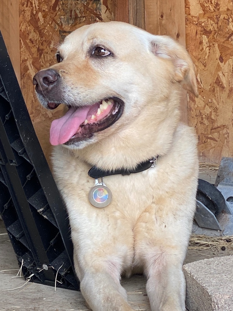 Enlarge Winnie, a Adopted mixed breed in Bellaire, TX image 1/5