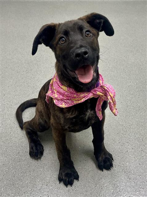 Bellie Pit Bull Terrier Dog