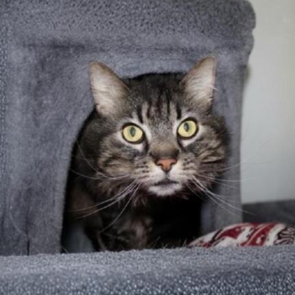 Enlarge Mabel, an adoptable Domestic Long Hair in Greensburg, PA image 5/6