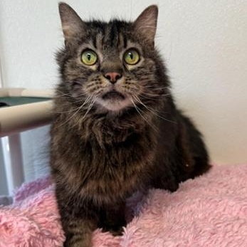 Enlarge Mabel, an adoptable Domestic Long Hair in Greensburg, PA image 6/6