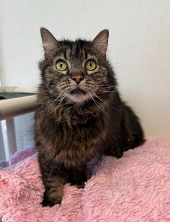 Enlarge Mabel, an adoptable Domestic Long Hair in Greensburg, PA image 2/3