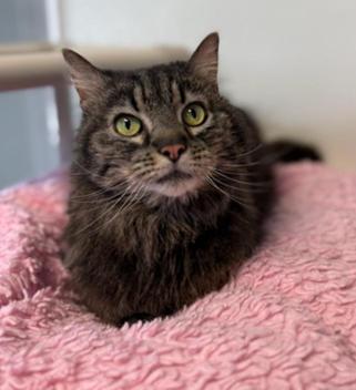 Enlarge Mabel, an adoptable Domestic Long Hair in Greensburg, PA image 1/3