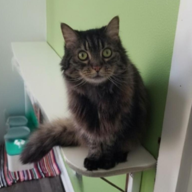 Enlarge Mabel, an adoptable Domestic Long Hair in Greensburg, PA image 3/6