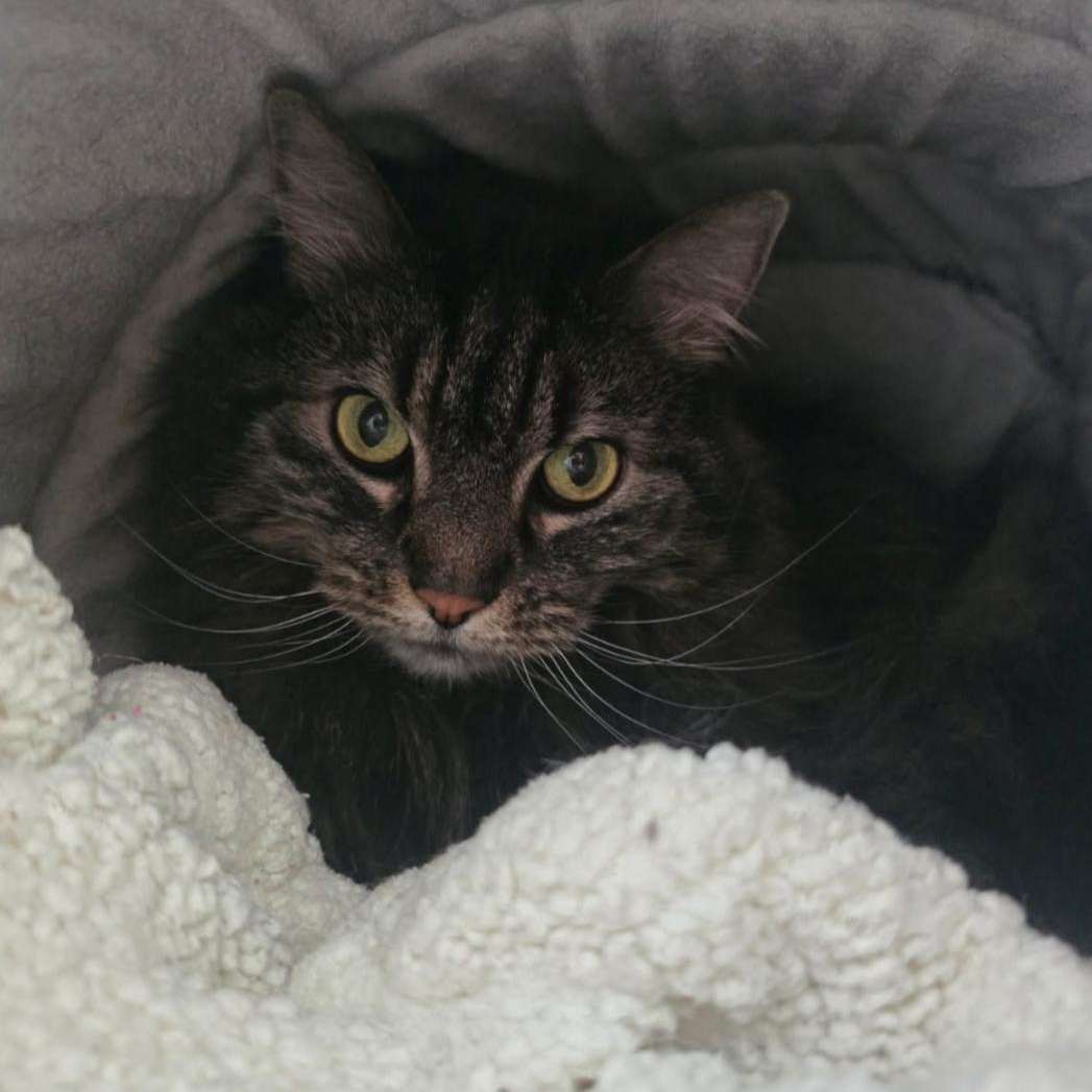 Enlarge Mabel, an adoptable Domestic Long Hair in Greensburg, PA image 4/6