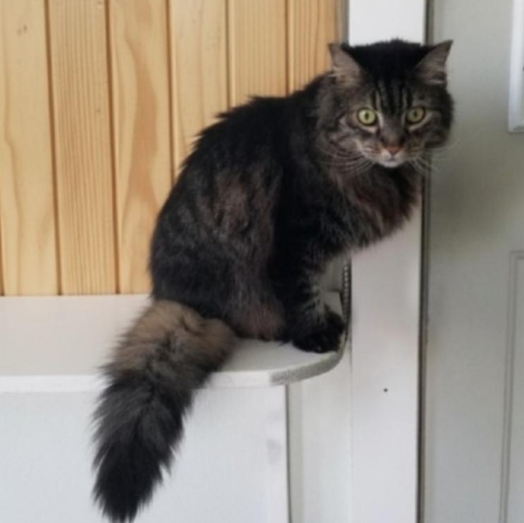Enlarge Mabel, an adoptable Domestic Long Hair in Greensburg, PA image 2/6