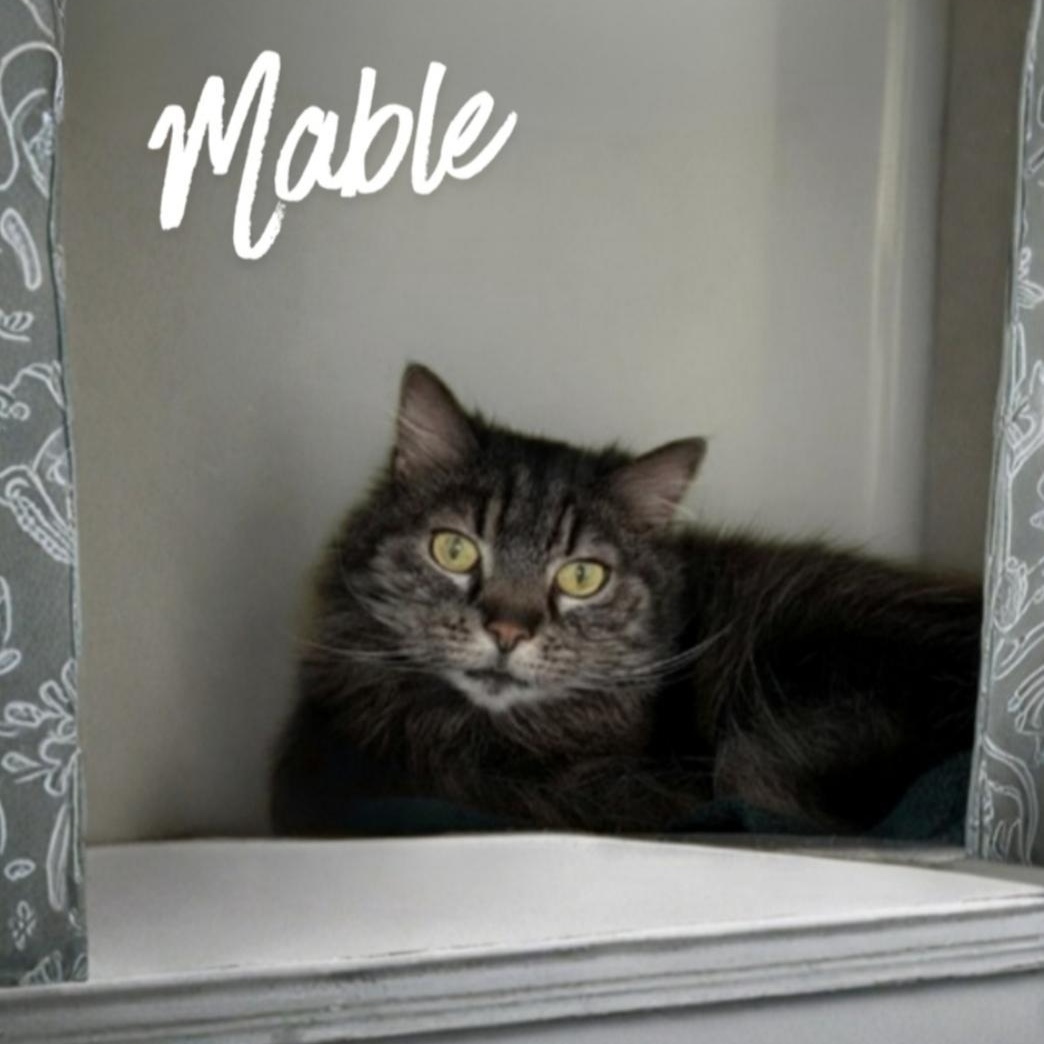 Mabel, adoptable, Adult Female Domestic Long Hair.