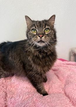 Enlarge Mabel, an adoptable Domestic Long Hair in Greensburg, PA image 3/3