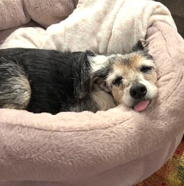 Walter, a Adoptable mixed breed in Brooklyn, NY image 2/6