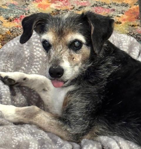 Walter, a Adoptable mixed breed in Brooklyn, NY image 5/6