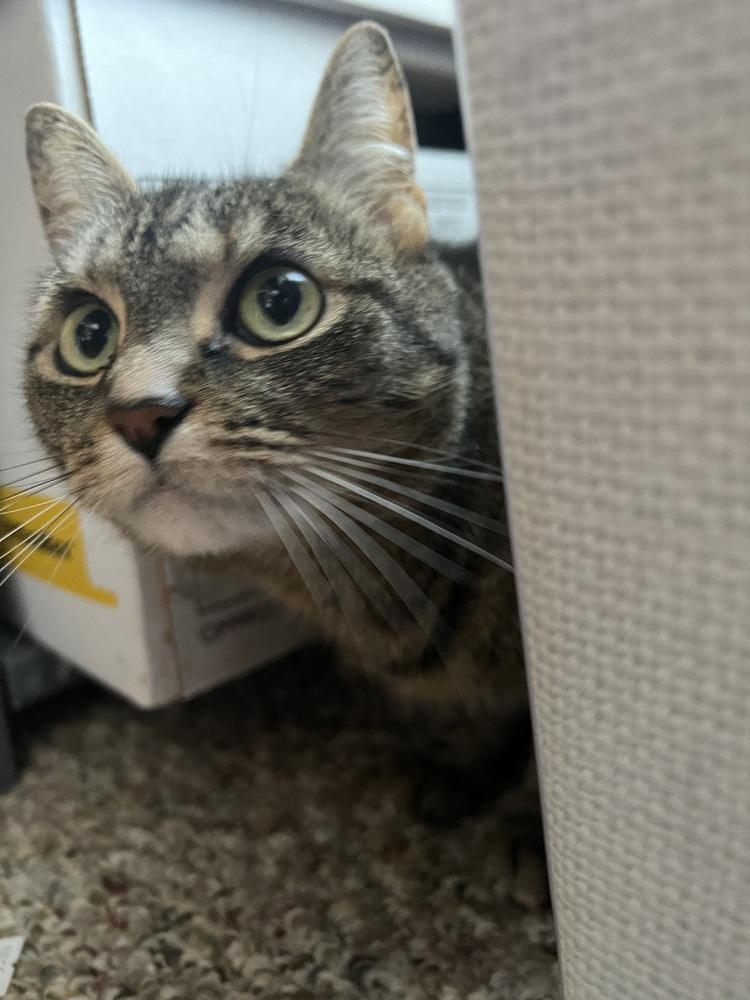 CATNISS, Adoptable, Adult Female Domestic Short Hair.