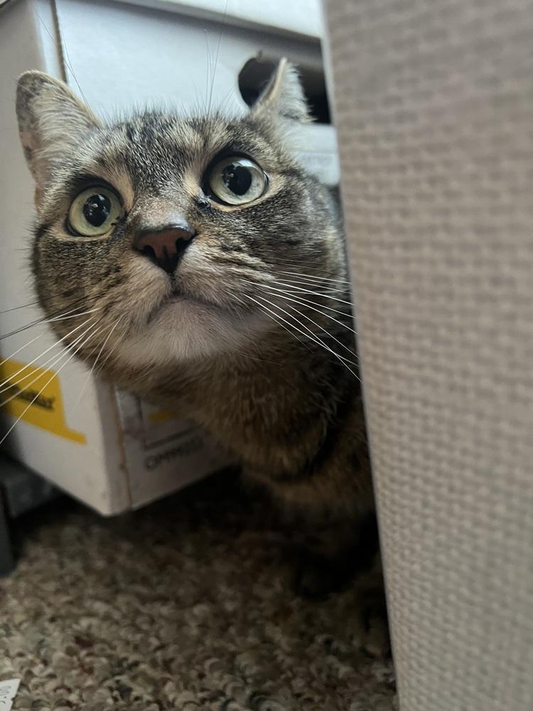 CATNISS, a Adoptable Domestic Short Hair in Burlington, NC image 2/6