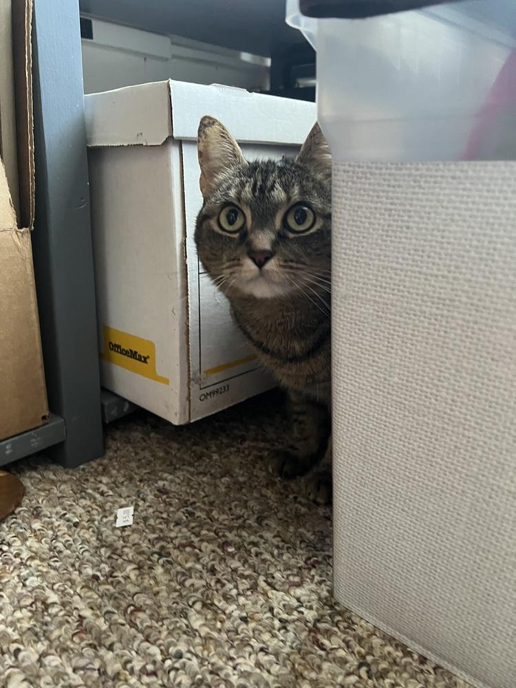 CATNISS, Adoptable, Adult Female Domestic Short Hair.