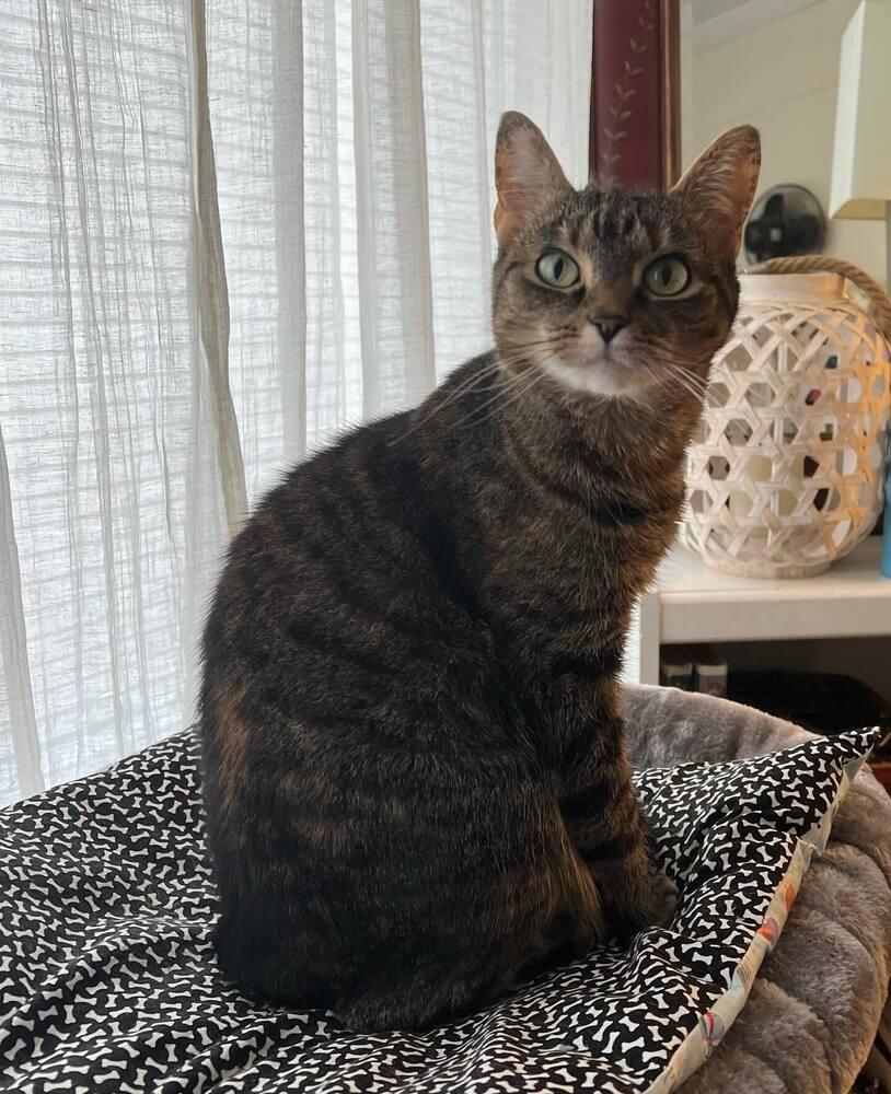 CATNISS, a Adoptable Domestic Short Hair in Burlington, NC image 4/6