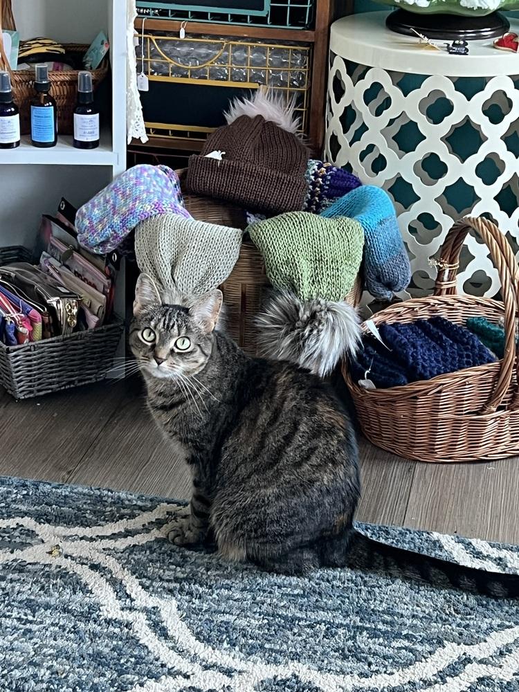 CATNISS, a Adoptable Domestic Short Hair in Burlington, NC image 5/6