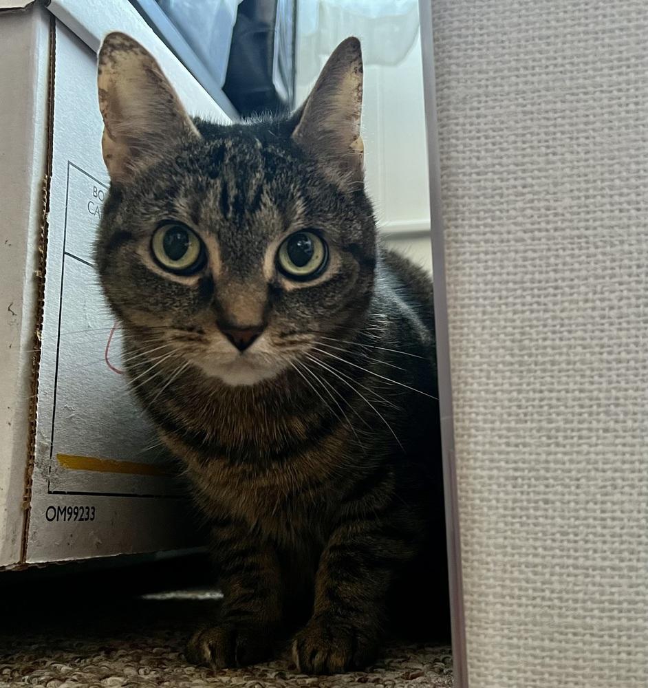 CATNISS, a Adoptable Domestic Short Hair in Burlington, NC image 6/6