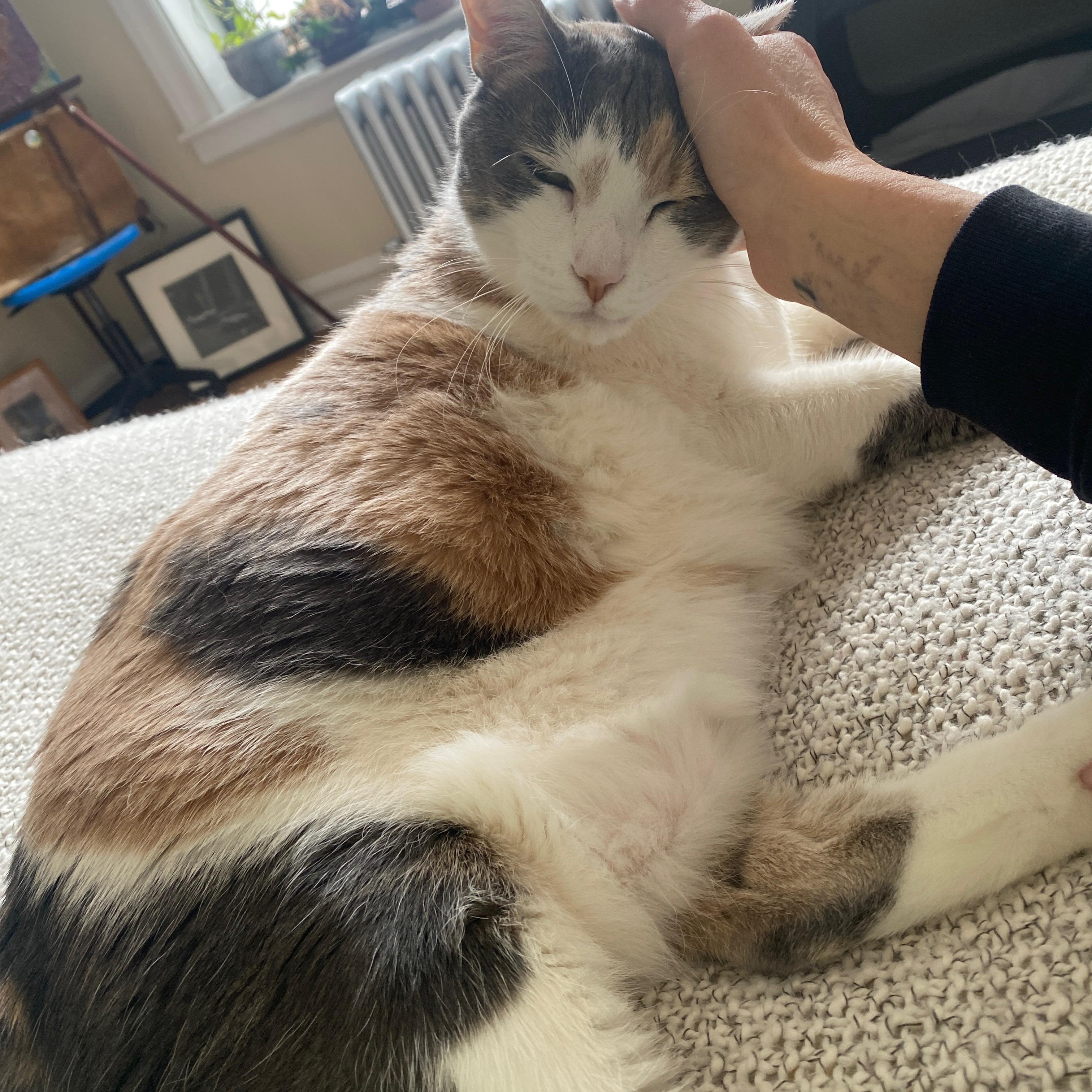 Norma Jean, a Adoptable Domestic Short Hair in Brooklyn, NY image 3/5