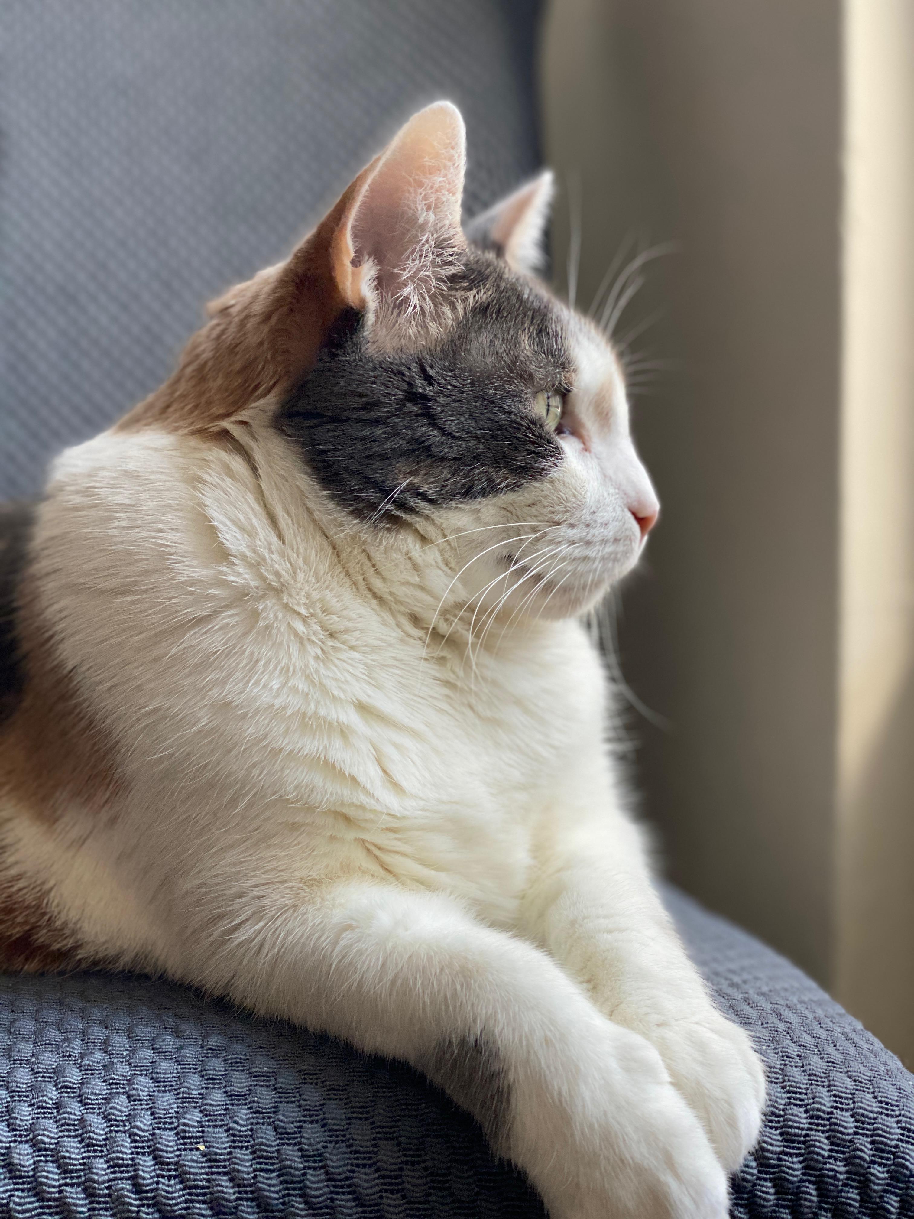 Norma Jean, a Adoptable Domestic Short Hair in Brooklyn, NY image 4/5