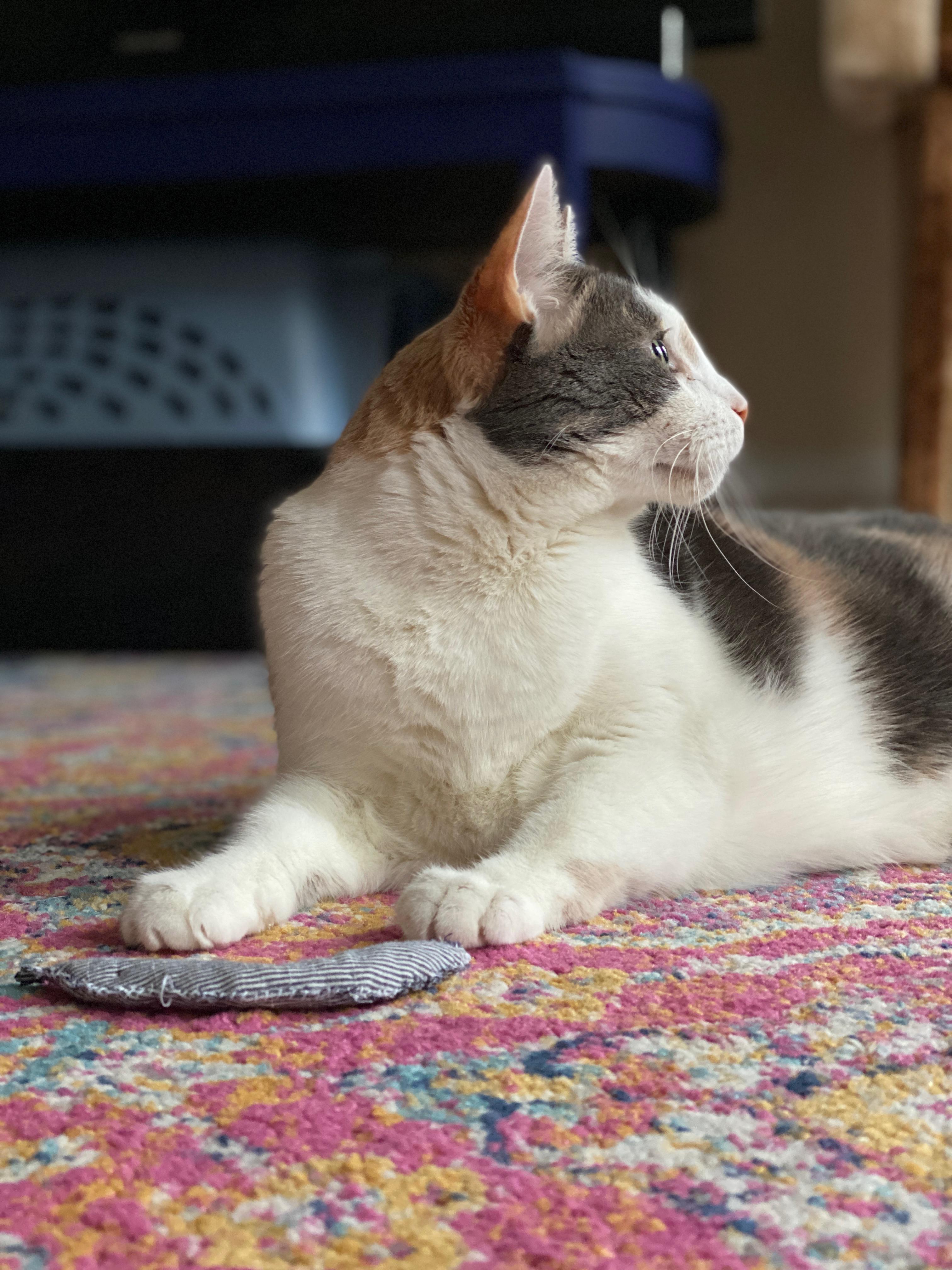 Norma Jean, a Adoptable Domestic Short Hair in Brooklyn, NY image 5/5