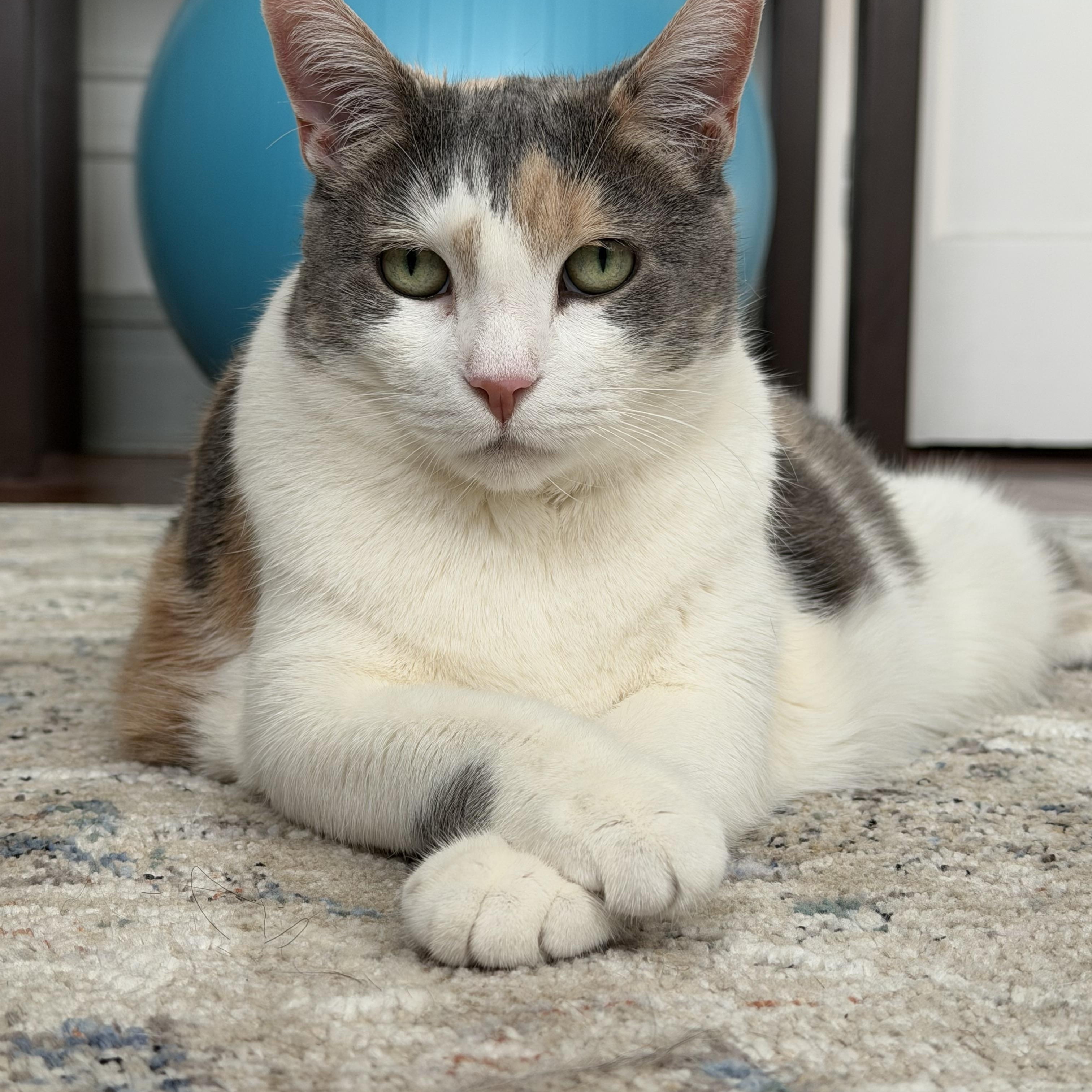 Enlarge Norma Jean, a Adoptable Domestic Short Hair in Westerly, RI image 1/6