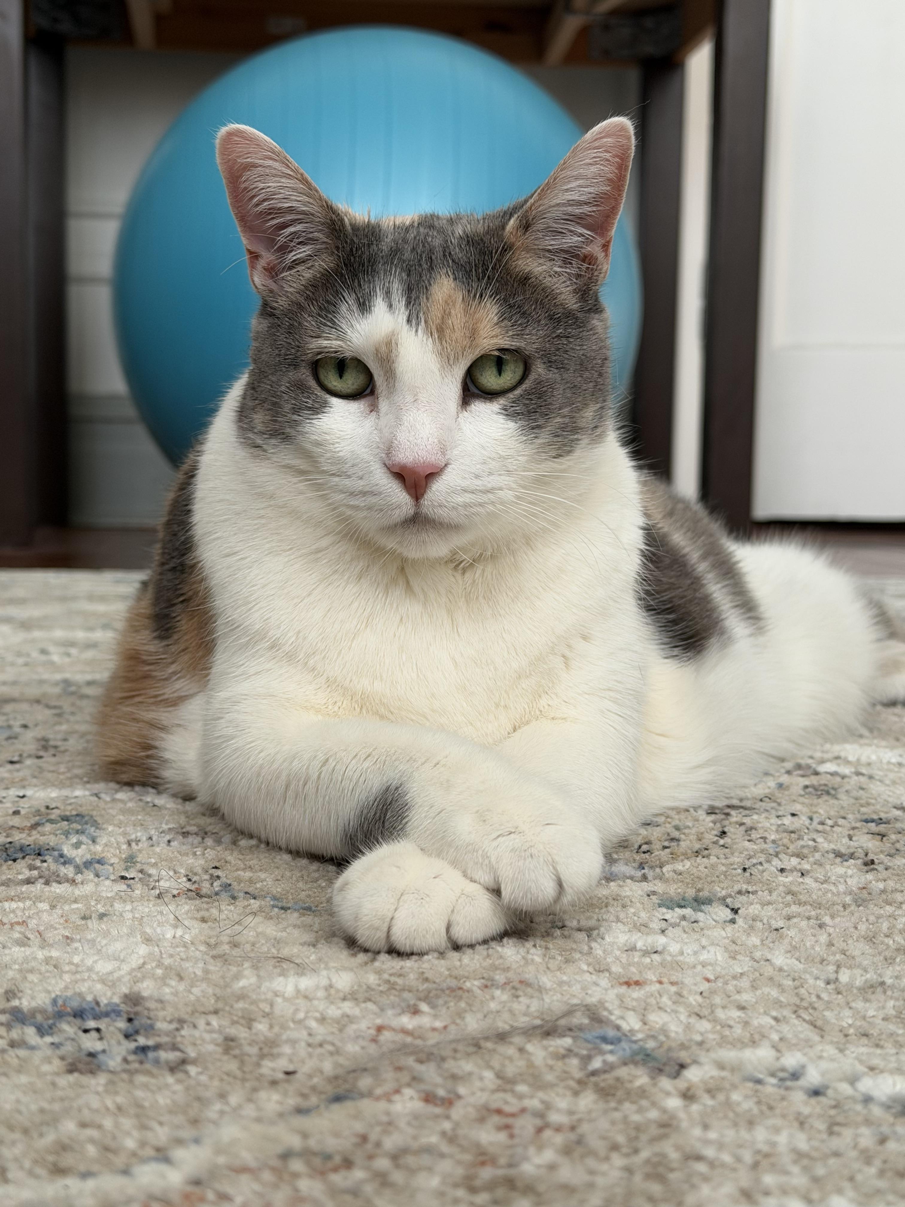 Enlarge Norma Jean, a Adoptable Domestic Short Hair in Westerly, RI image 1/6