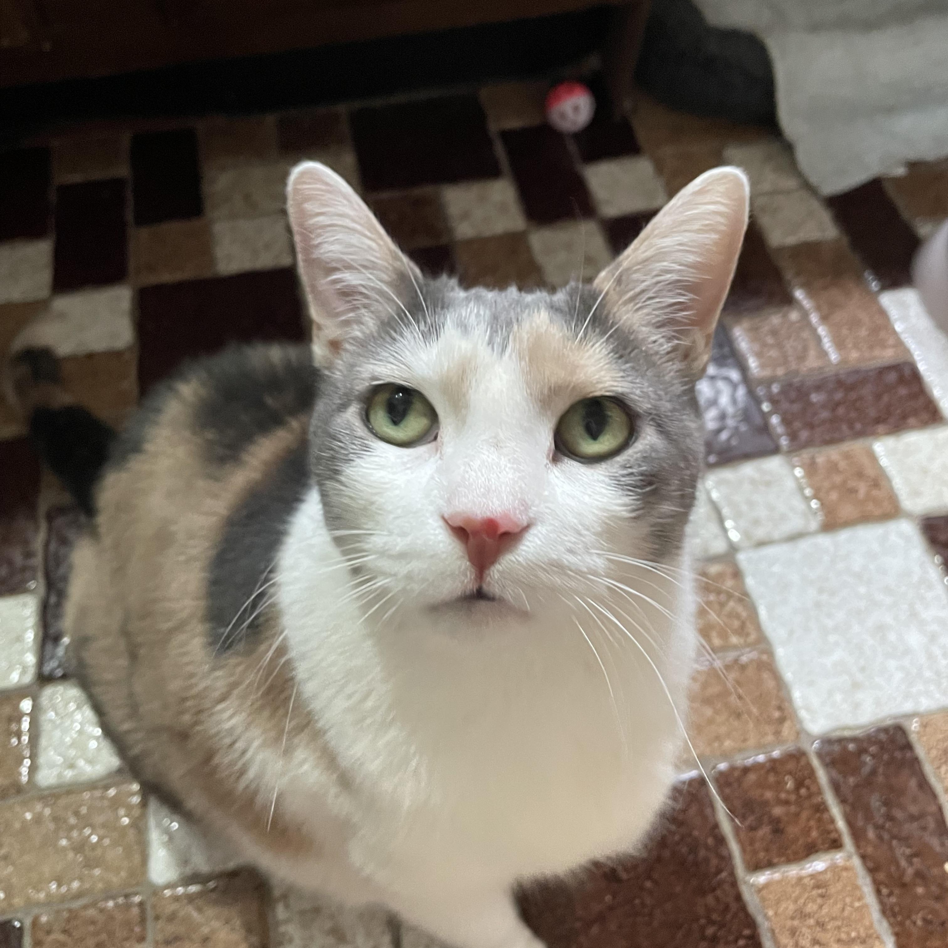 Enlarge Norma Jean, a Adoptable Domestic Short Hair in Hartford, CT image 6/6