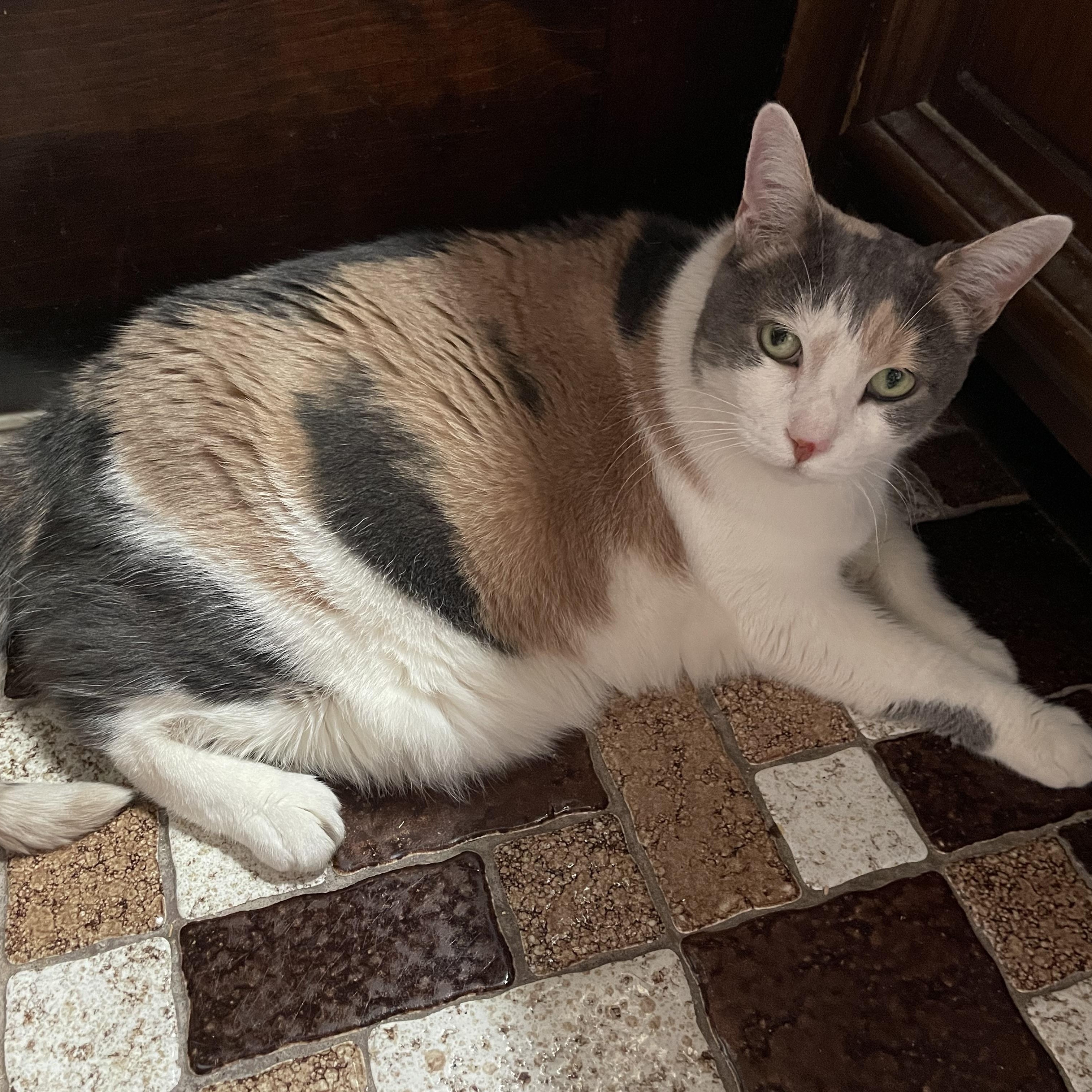 Enlarge Norma Jean, a Adoptable Domestic Short Hair in Hartford, CT image 5/6