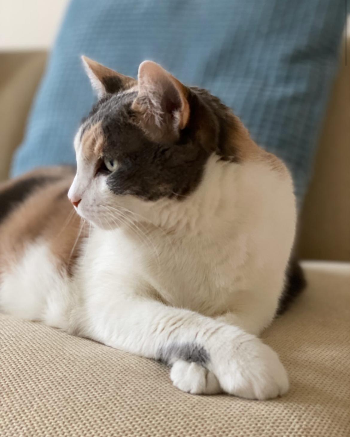 Norma Jean, a Adoptable Domestic Short Hair in Brooklyn, NY image 1/5