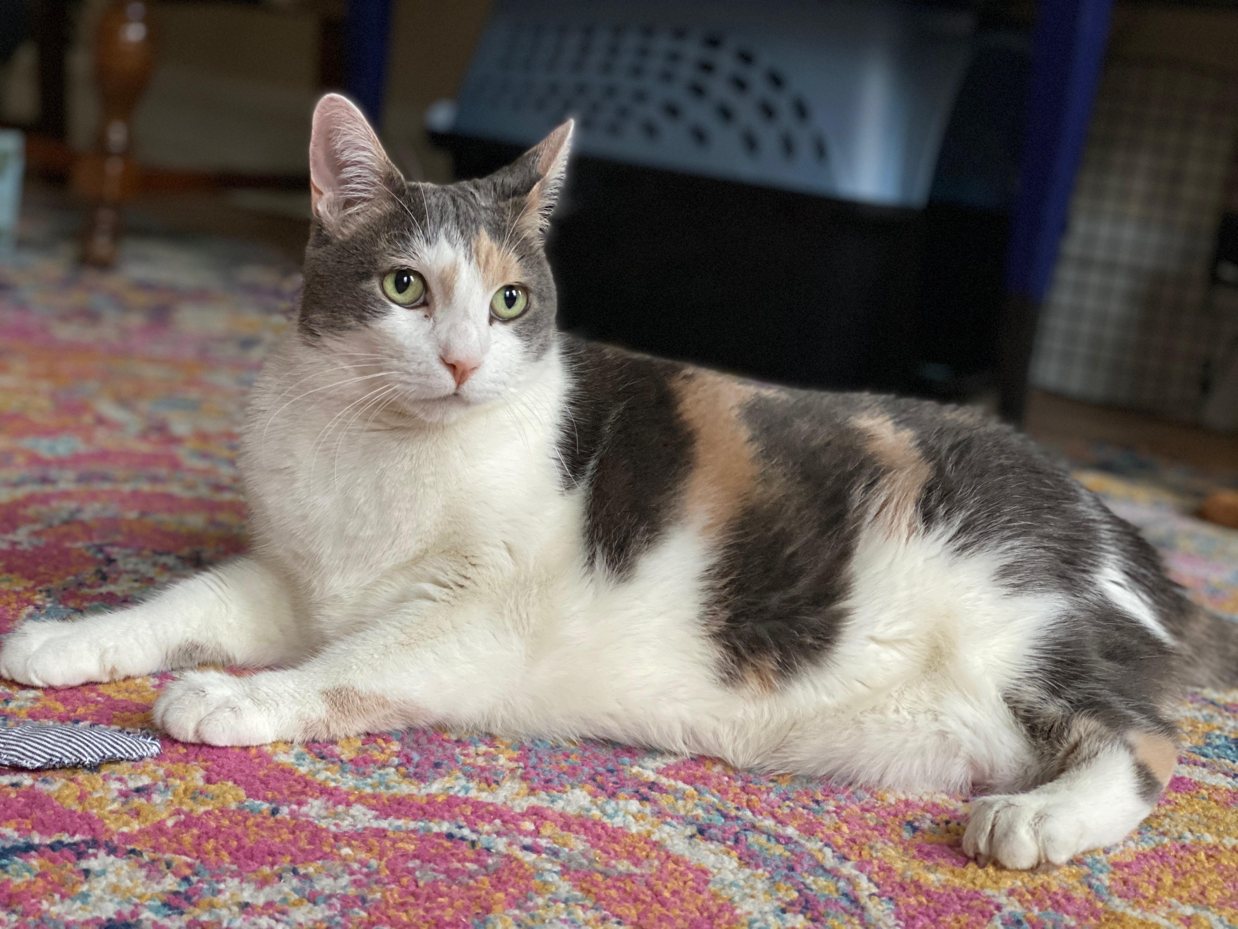 Norma Jean, Adoptable, Adult Female Domestic Short Hair.